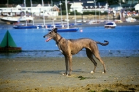 Picture of greyhound at bembridge harbour