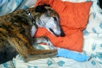 Picture of greyhound bandaged after  leg injury