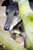Picture of Greyhound behind branches