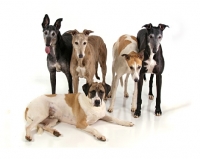 Picture of Greyhound dogs and one mongrel