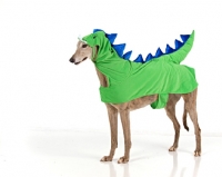Picture of Greyhound dressed as a dragon