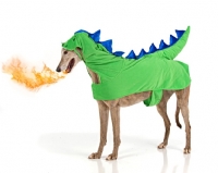 Picture of Greyhound dressed up as dragon