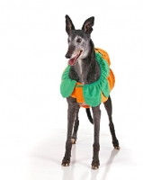 Picture of Greyhound dressed up