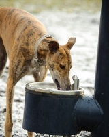 Picture of Greyhound drinking
