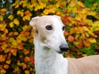 Picture of greyhound, english bred ex racer, kick and score, with autumn leaves, alice, all photographer's profit from this image go to greyhound charities and rescue organisations