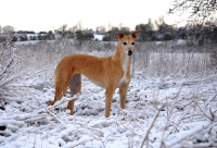 Picture of greyhound ex-racer, wilcox sunrise in snow looking at camera, merrow, all photographer's profit from this image go to greyhound charities and rescue organisations