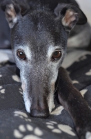 Picture of greyhound, ex racer, all photographer's profit from this image go to greyhound charities and rescue organisations