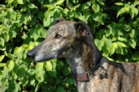 Picture of greyhound, ex racer, all photographer's profit from this image go to greyhound charities and rescue organisations