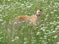 Picture of greyhound, ex racer, hidden in long grass, all photographer's profit from this image go to greyhound charities and rescue organisations
