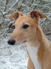 Picture of greyhound, ex racer jamstyle joy, in snow, portrait, saffron, all photographer's profit from this image go to greyhound charities and rescue organisations