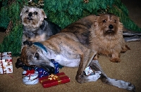 Picture of greyhound, ex racer roscrea emma, and two norfolk terriers under christmas tree