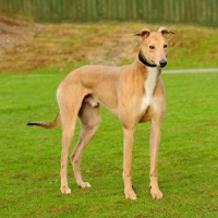 Picture of greyhound ex racer