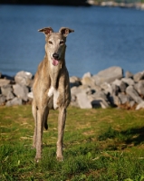 Picture of Greyhound, front view