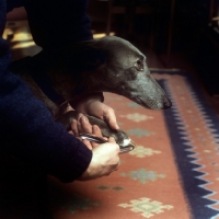 Picture of greyhound having her nails cut - not really happy
