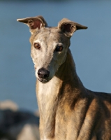 Picture of Greyhound head study