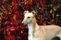 Picture of Greyhound in autumn, all photographer's profit from this image go to greyhound charities and rescue organisations