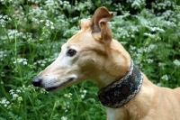 Picture of greyhound in cow parsley, ex racer wilcox sunrise, portrait, merrow, all photographer's profit from this image go to greyhound charities and rescue organisations
