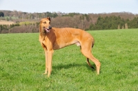 Picture of Greyhound in field