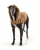 Picture of Greyhound in jacket