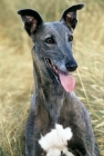 Picture of greyhound in long grass