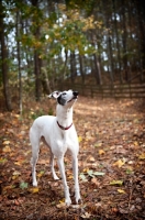 Picture of greyhound in profile standing in autumn leaves