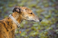 Picture of Greyhound in profile