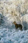 Picture of greyhound in snowy forest