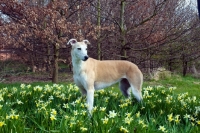Picture of greyhound in spring, hidden in long grass, all photographer's profit from this image go to greyhound charities and rescue organisations