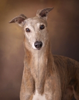Picture of Greyhound in studio on brown background