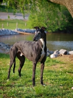Picture of Greyhound in the park