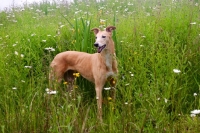 Picture of greyhound, irish bred ex-racer, all photographer's profit from this image go to greyhound charities and rescue organisations