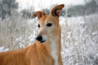 Picture of greyhound, irish bred ex racer, wilcox sunrise, in snow, merrow, all photographer's profit from this image go to greyhound charities and rescue organisations