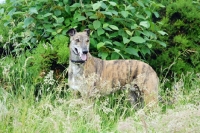 Picture of greyhound, irish bred ex racer, hidden in bushes, jerry, all photographer's profit from this image go to greyhound charities and rescue organisations