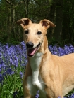 Picture of greyhound, irish bred ex racer, in woods with bluebells, saffron, all photographer's profit from this image go to greyhound charities and rescue organisations