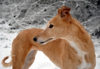 Picture of greyhound, irish bred ex racer jamstyle joy, in snow, saffron, all photographer's profit from this image go to greyhound charities and rescue organisations