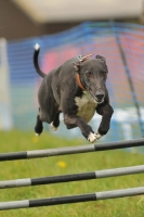 Picture of Greyhound jumping over hurdle