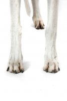 Picture of Greyhound legs