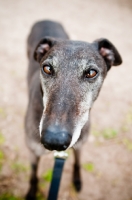 Picture of Greyhound looking at camera