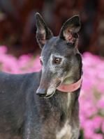 Picture of Greyhound looking away