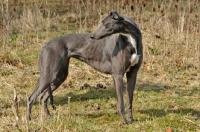 Picture of Greyhound looking back