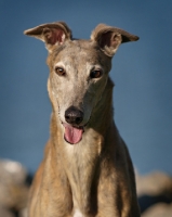 Picture of Greyhound looking straight into camera