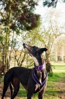 Picture of Greyhound looking up