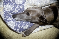 Picture of greyhound lying in comfort on fleece and bean bag