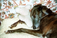 Picture of greyhound lying on a fleece on a sofa with her teddy toy