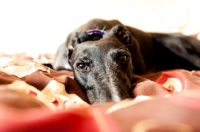 Picture of Greyhound lying on duvet