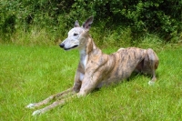 Picture of greyhound lying on grass