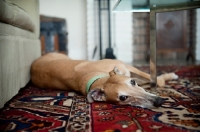 Picture of greyhound lying on side