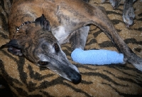 Picture of greyhound lying with bandaged leg