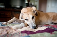 Picture of greyhound lying with head down over paws