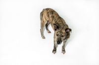 Picture of Greyhound mix breed in studio, standing on white background